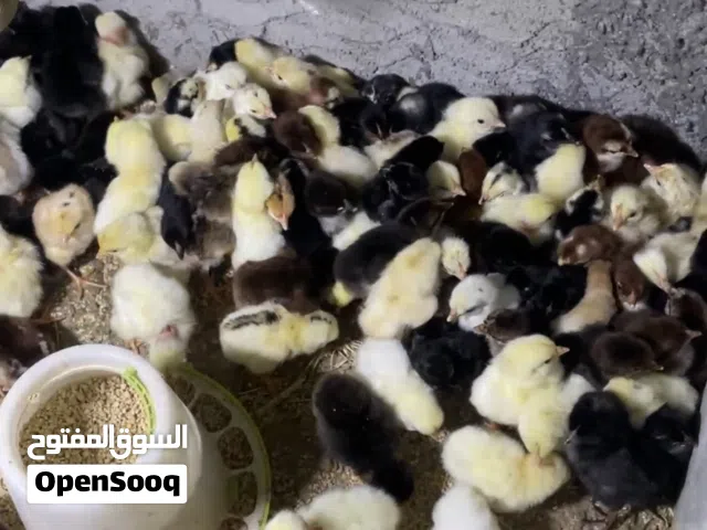 صيصان تهجين عماني فرنسي 250 بيسة فقط