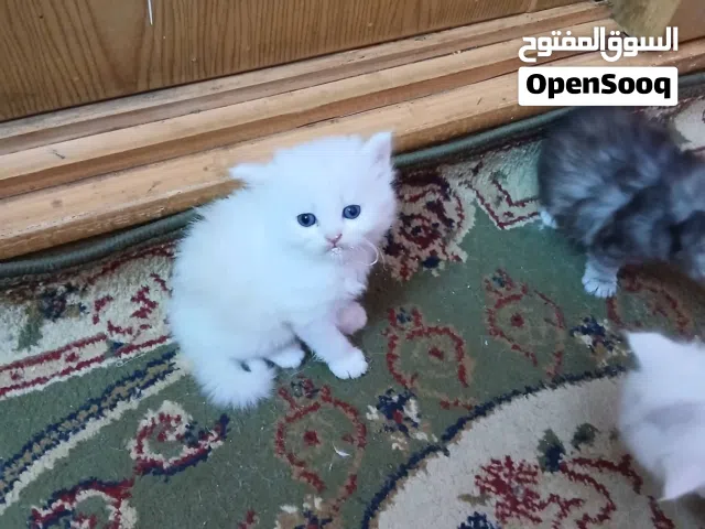 persian  قط بيرسيان بثمن رمزي