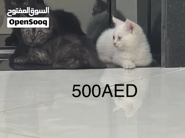 ثلاث قطط سكوتش