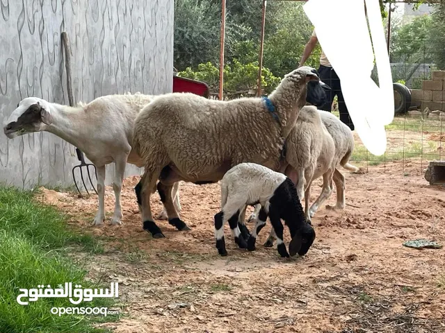 بیع الاغنام