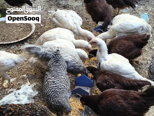 دجاج رود ايلاند وبلايموث روك وبلدي