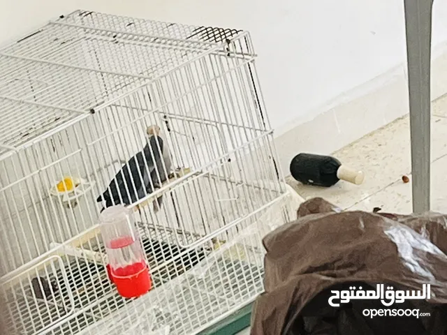 طيور حب كنار و روز