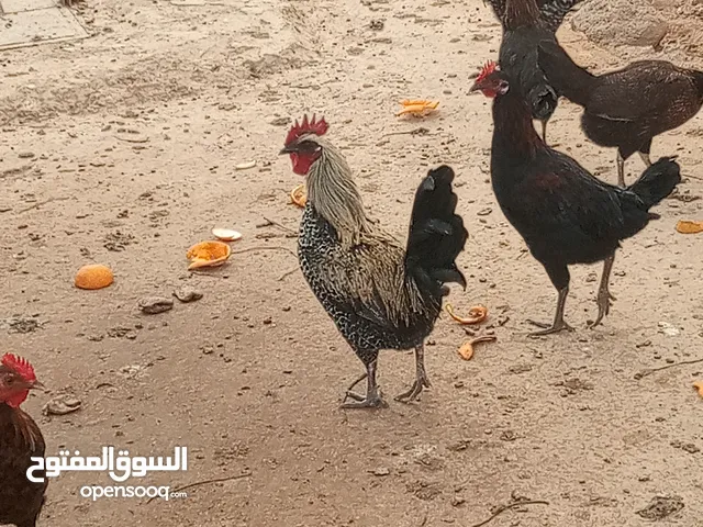 ديوك للبيع