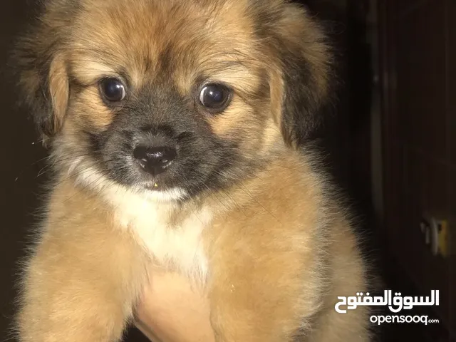 كلب بيكنواه