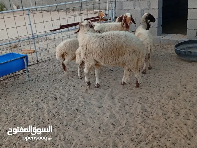 خروف طلوقه نعامي بيور العمر سنه ونص المنطقه رزين للمعاينه السعر 2000