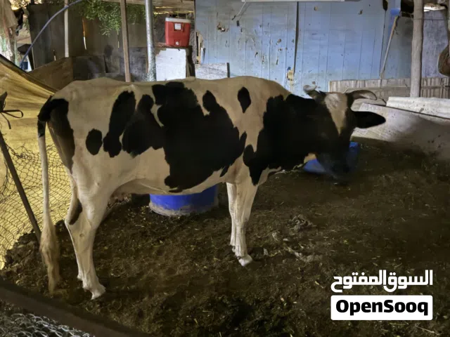 بقره للبيع نمساويه