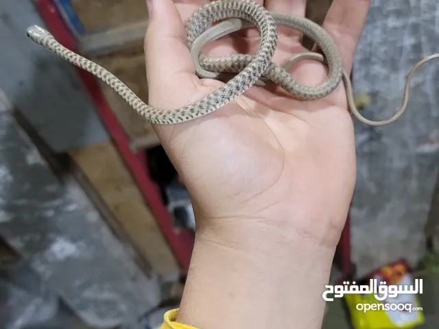 بيع لجميع انواع الثعابين