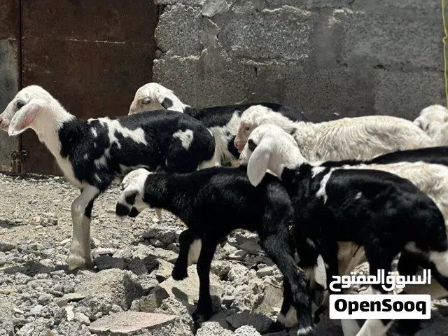 كبش و حملات