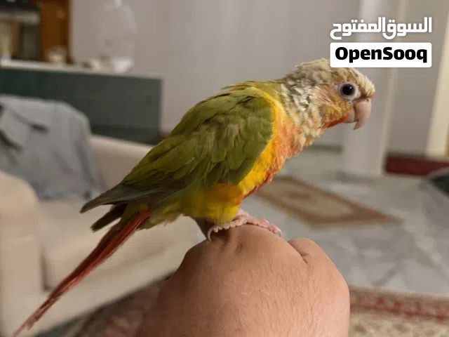 كنيور مروض دكر ساخن