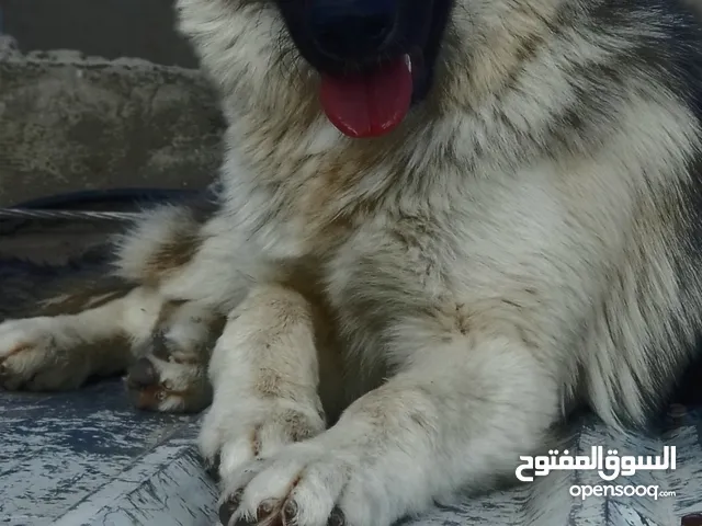 كلب جيرمن مع هسكي مهجن عمر  ثمنيه اشهر