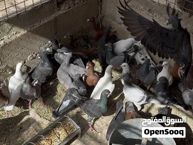 حمام بلدي وأنواع