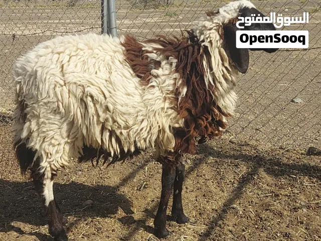 كبش فووووول سمنه للبيع أو البدل مع جعد نجدي
