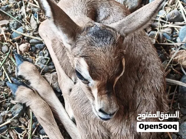 للبيع اناث 2 العمر 7 ايام وذكر عمر يوم الون الغامق مستوى ممتاز سلاله عمانيه أصل