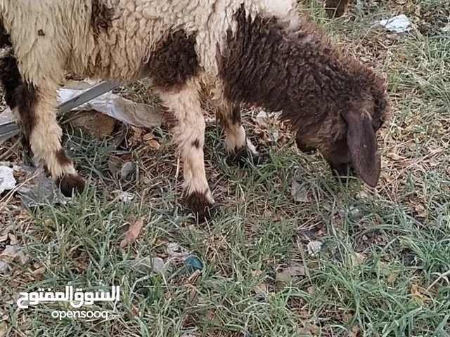 خرفان عدد 2 نثاية للبيع