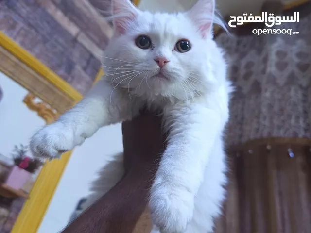 قطط شيرازي للبيع عمر اربعة أشهر