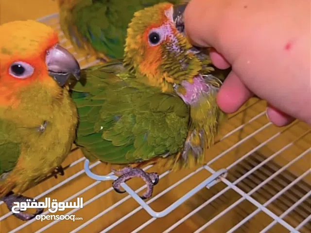 فروخ صن كنيور