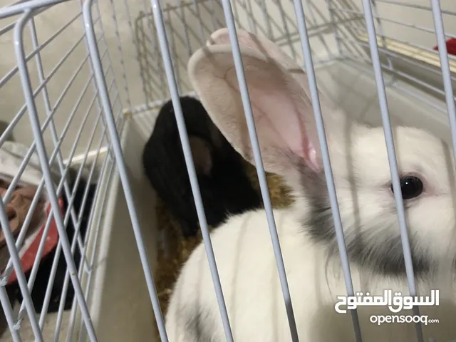 ارانب للبيع