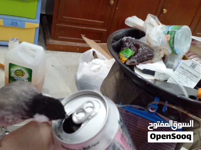 بلابل للبيع