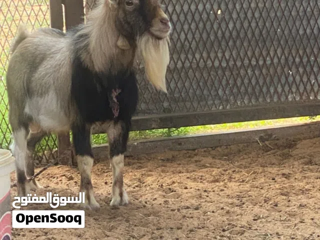 جدي كردي اصلي