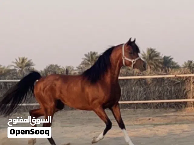 خيل جمال عربي