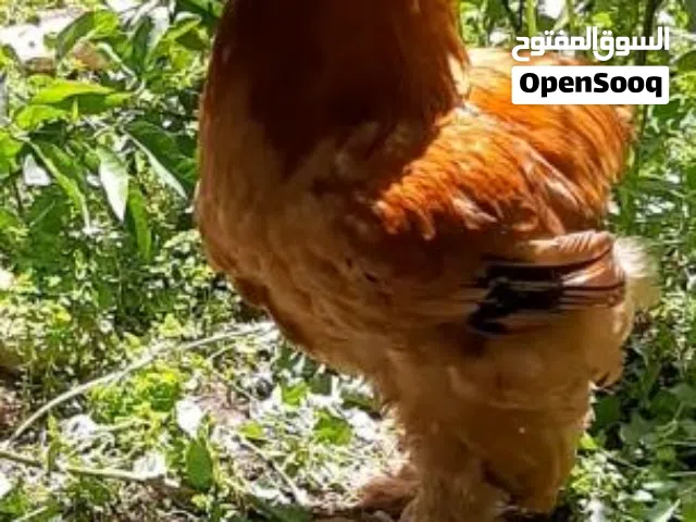 ديوك للبيع براهما بف ماشاء الله تبارك الله