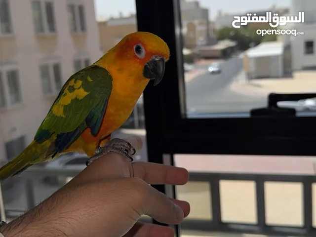 وتساب فقط صن كنيور