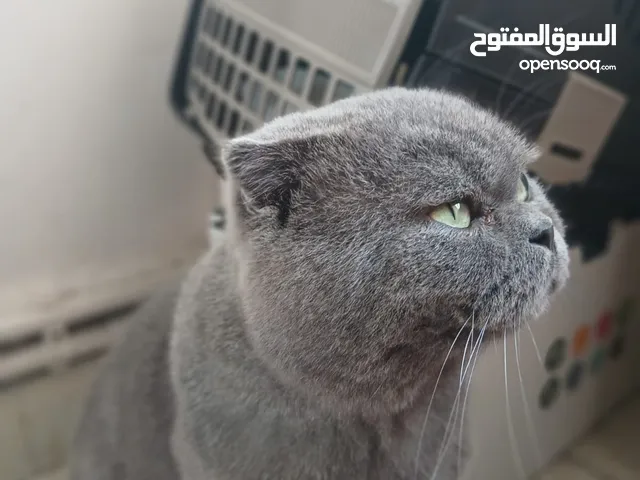للبيع – قط بريتش شورت هير فاخر!