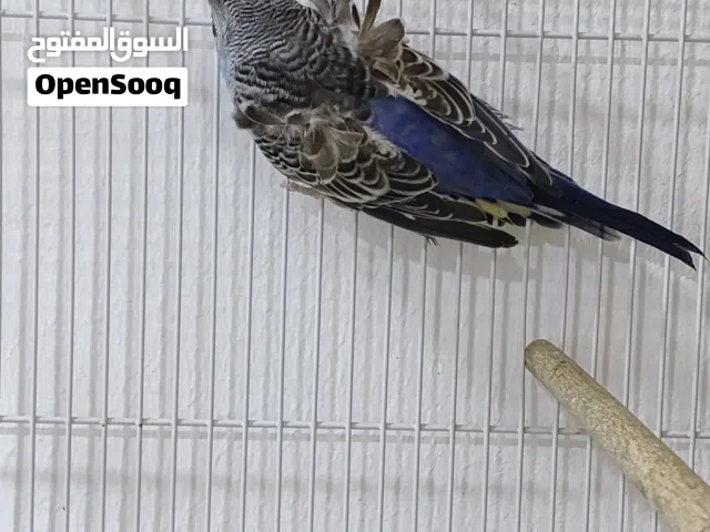 فحل هاجرمو مخلف بداية جهوزية تركيبه ريبمو لون بنفسجي