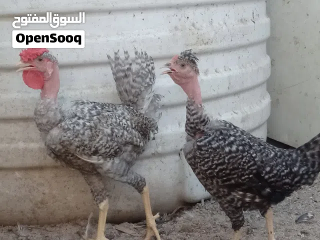 دجاج ابو ركيبه صحه ونشاط