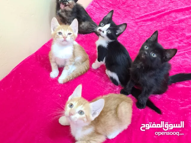 Mix Sherazi 5 Kittens - 2months old
