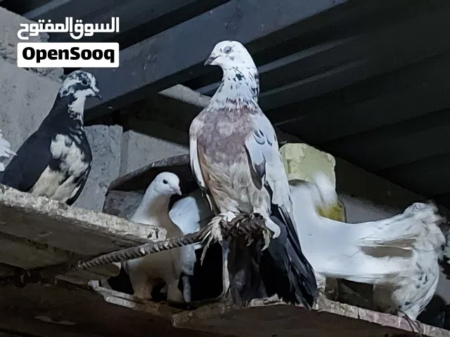 حمام عرايس