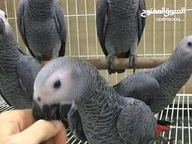 African grey parrots, fully tamed, and a female, vet check and confirm okay, 6 months and self feed