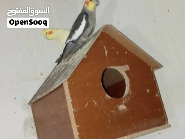 كوبيا كوكتيل للبيع  منتجه