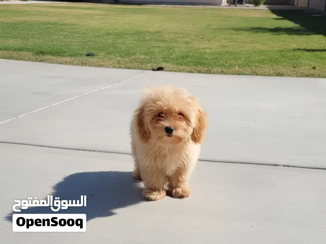 متاح ولد بنت مالتيبو عمر3 اشهر بالجواز و الشريحة و التطعيم available Maltipo puppies