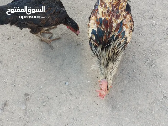 ديج شوكي دجاجه سوده مطوكه ذهبي