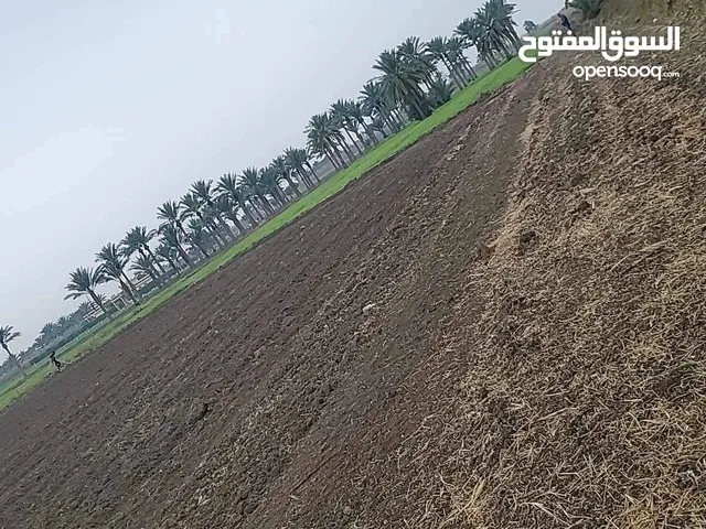 Farm Land for Sale in Baghdad Mahmudiyah