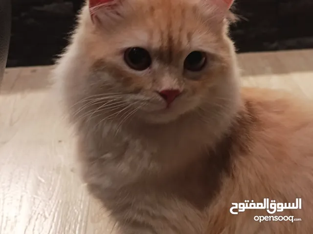 قطة للبيع، Cat for sale