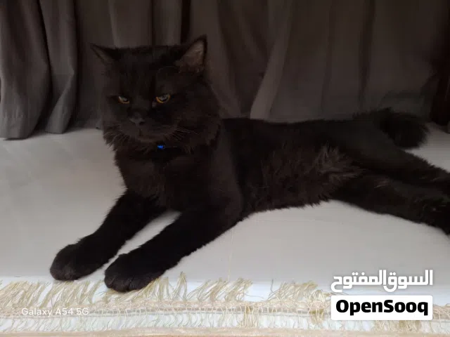 قط ميكس شيرازي تركي