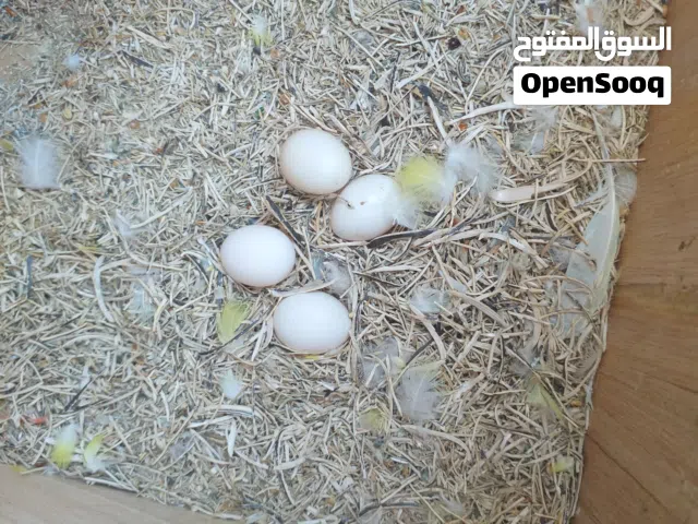 كوبية بركديلو بصحة جيدة للبيع بلقفص مصقرات بسم الله ماشاء الله