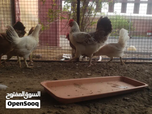 للبيع دجاج عماني بسعر ممتاز