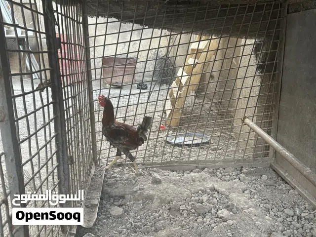 للبيع ديج عرب