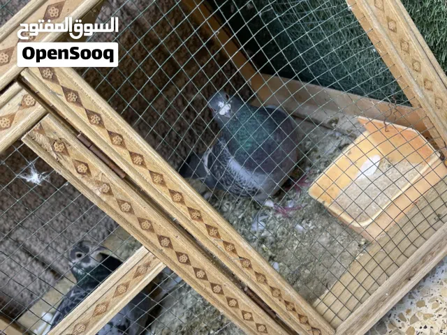 طيور مع القفص للبيع