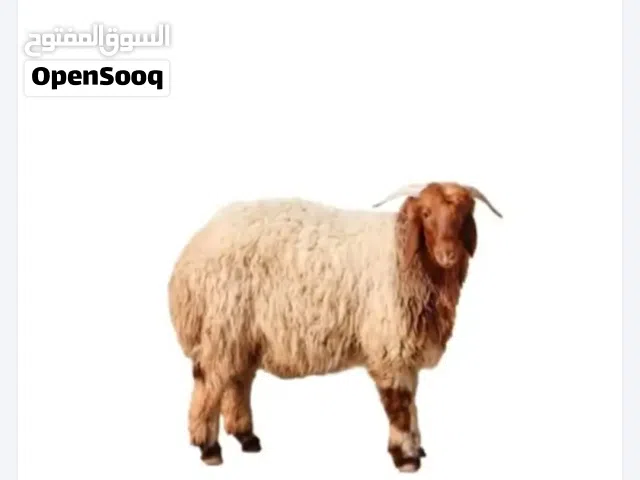 زبح اضاحي معا التقطيع جميع انواع الاغنام خبره في الزبح