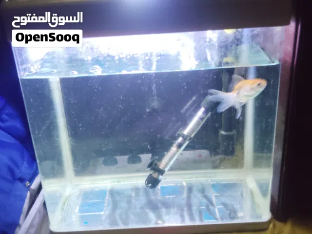 fish tank with fish , heater, filter and light