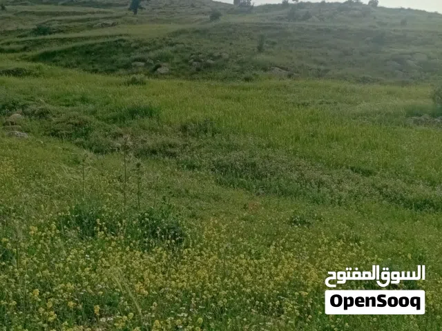 قطعة ارض  مرتفعه في جرش   المصطبه تصلح عمل مزرعه او شاليه قريبه من جامعة فلادفييا