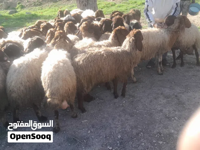 موجود 3 نعجات سن حبات ديود نخب