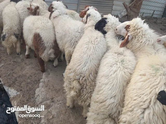 طليان سمان