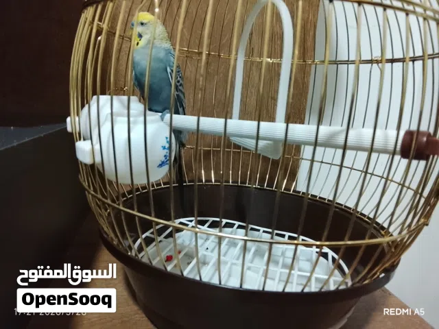 عصفور بادجي او عصفور الحب