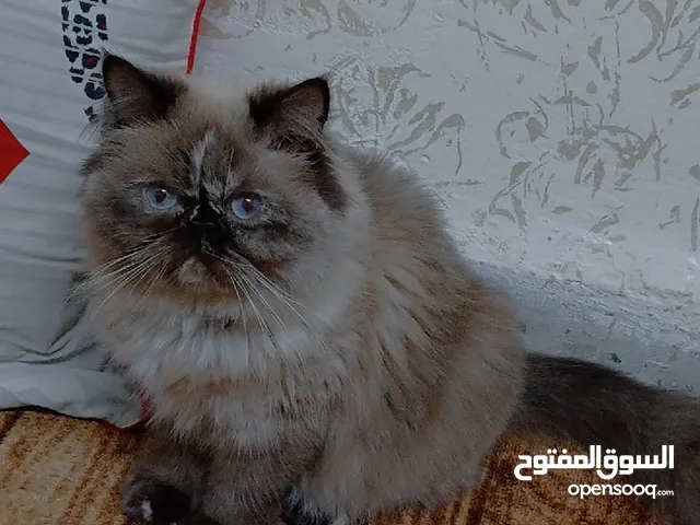 عاجل تبني انقاذ انقاذ انقاذ ضروري