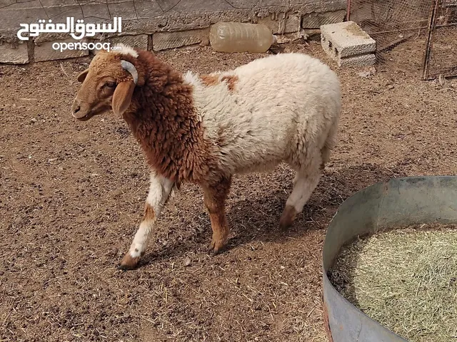 بسم الله  خروف صغير عمره حوالي 4 شهور  للبيع السعر المطلوب 1250 دينار  الرجاء الاتصال للجادين فقط